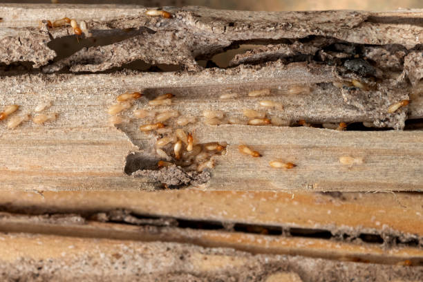  Fulshear, TX Pest Control Pros