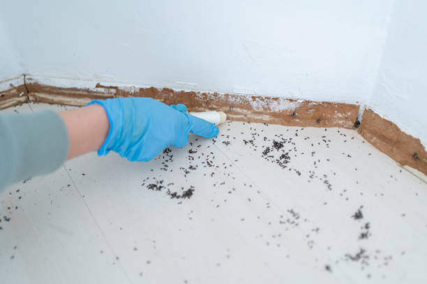 Best Best Pest Control Companies  in Fulshear, TX
